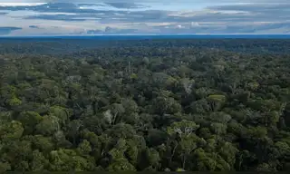 Mercados de carbono: Minam impulsa guía para proyectos