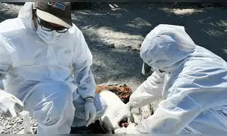 El Niño Costero: MIDAGRI protege fauna marina del Perú