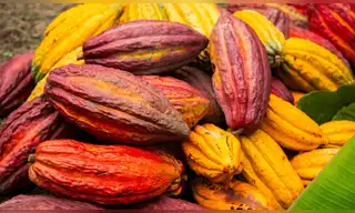 Cacao peruano: descubren cuatro nuevos grupos genéticos