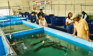 Alevinos de doncella impulsarán la piscicultura en Ucayali