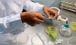 Palo rosa amazónico: tecnología impulsa su recuperación
