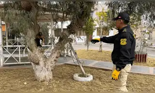 Rescatan mono machín negro víctima del tráfico ilegal en Moquegua