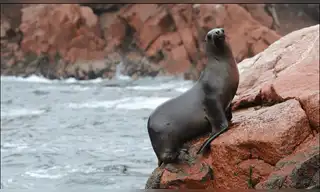 Serfor libera a lobo marino rescatado en las costas de Tacna