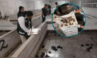 Detienen a 11 integrantes de la presunta red criminal "Los Peludos" dedicada al tráfico de fauna silvestre en Iquitos