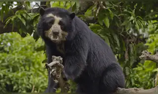 Oso andino: Minam impulsa plan de recuperación en Perú
