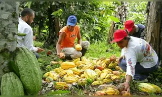 Productores del Vraem impulsan cacao sostenible y dejan la hoja coca