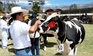 Fongal 2026 impulsa la ganadería y el desarrollo de Cajamarca