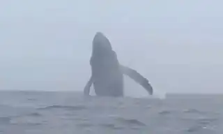 Ballenas frente a Huarmey sorprenden en el litoral ancashino