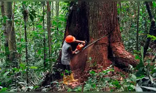 Protección de la Amazonía: líderes religiosos exigen acción