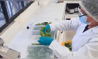 Frutas amazónicas: IIAP impulsa tecnología sostenible