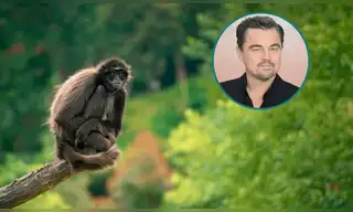 Nace el "Proyecto de Especies Fénix": Histórica alianza de 200 millones de dólares para salvar a 100 especies de la extinción