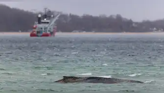 Ballena Timmy aparece muerta en costas de Dinamarca