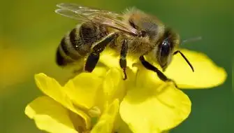 Minam impulsa acciones para la conservación de polinizadores