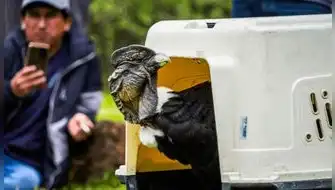 Fauna silvestre fue fortalecida con liberación de especies