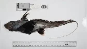 Nuevas especies son halladas en mares de todo el mundo