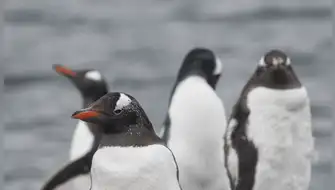 Nueva especie de pingüino es hallada las islas Kerguelen