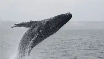 Lanzan convocatorias de voluntariado en el norte peruano para la temporada de avistamiento de ballenas 2026