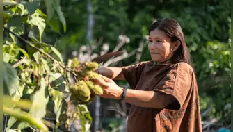 Concurso “Frutos de la Amazonía” financiará varios negocios