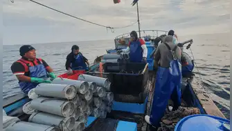 Pesquería de anguila logra certificación ambiental