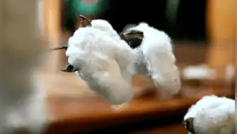La nueva joya del algodón peruano que potencia la industria textil frente al cambio climático