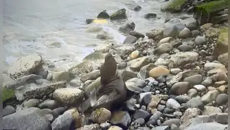 Lobo marino queda atrapado en la Costa Verde por oleajes anómalos