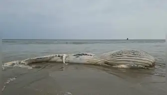 Ballena jorobada aparece varada en playa de Tumbes
