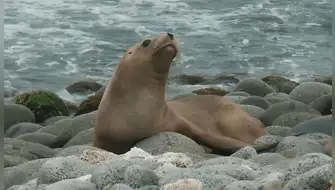 Exhortan a ciudadanía a no manipular la fauna silvestre marina
