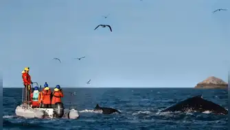 Proyecto Cetáceos Perú anuncia programa de formación en conservación marina