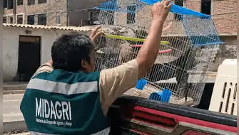 Autoridades rescatan a loros silvestres en Lambayeque