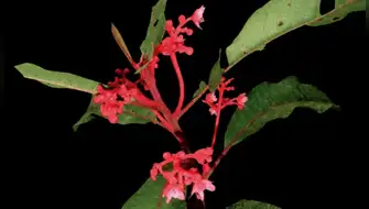 Nueva especie de planta es descubierta en Junín