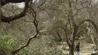 Bosques secos: reforzarán su conservación en el norte del país