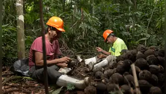 Bosques amazónicos: castañeros protegen más de 1 millón de hectáreas