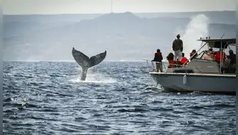 Avistamiento de ballenas jorobadas inicia temporada en Tumbes