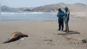 Muerte de lobos marinos: Ica refuerza vigilancia en Paracas