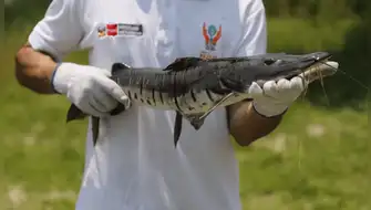 Grandes bagres migratorios: países amazónicos protegerán especie
