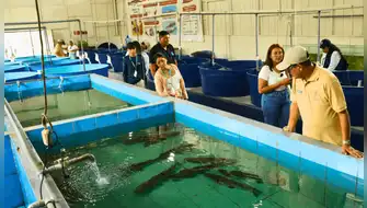 Alevinos de doncella impulsarán la piscicultura en Ucayali