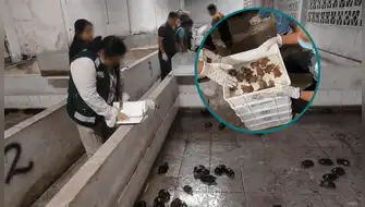 Detienen a 11 integrantes de la presunta red criminal "Los Peludos" dedicada al tráfico de fauna silvestre en Iquitos