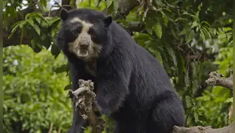 Oso andino: Minam impulsa plan de recuperación en Perú