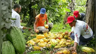 Productores del Vraem impulsan cacao sostenible y dejan la hoja coca