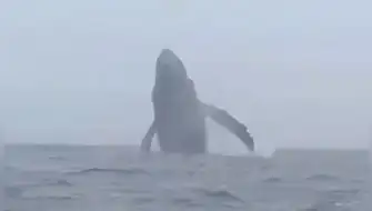 Ballenas frente a Huarmey sorprenden en el litoral ancashino