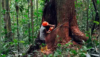 Protección de la Amazonía: líderes religiosos exigen acción