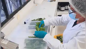 Frutas amazónicas: IIAP impulsa tecnología sostenible