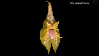 Yanachaga Chemillén: descubren nueva especie de orquídea