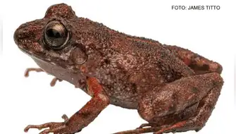 Descubren nueva especie de rana en la Cordillera Azul