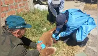 SERFOR rescata vicuña herida tras accidente en carretera de Tarma