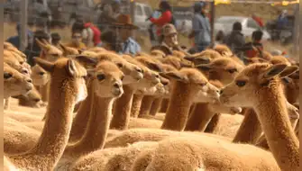 Vicuñas en áreas protegidas crecen 41,2 % y alcanzan récord
