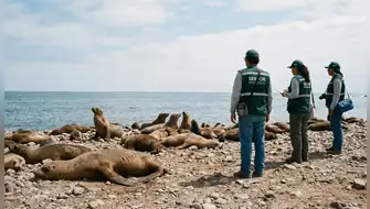 Fauna marina en Áncash: refuerzan protección en Bahía del Ferrol
