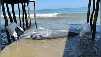 Ballena jorobada juvenil vara en playa Colán