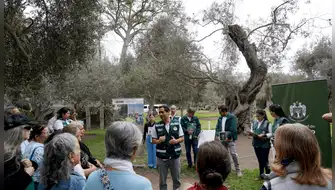 Perú registra 245 árboles patrimoniales por su valor natural
