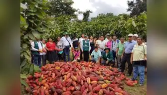 Huánuco: cacao de Puerto Inca mejora con equipos e insumos